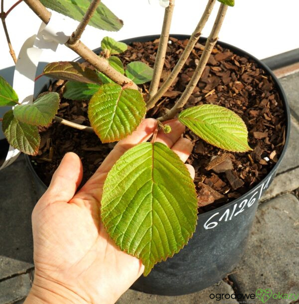 KALINA JAPOŃSKA POPCORN Viburnum plicatum