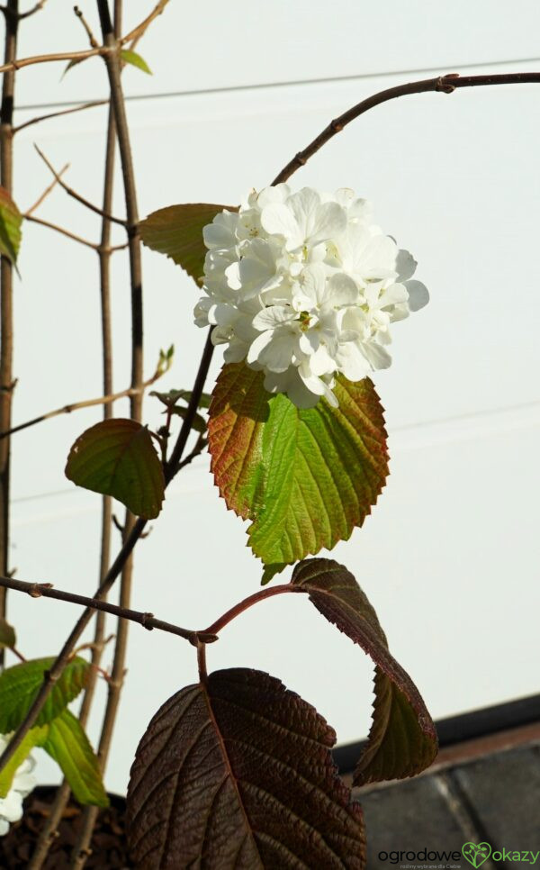 KALINA JAPOŃSKA POPCORN Viburnum plicatum