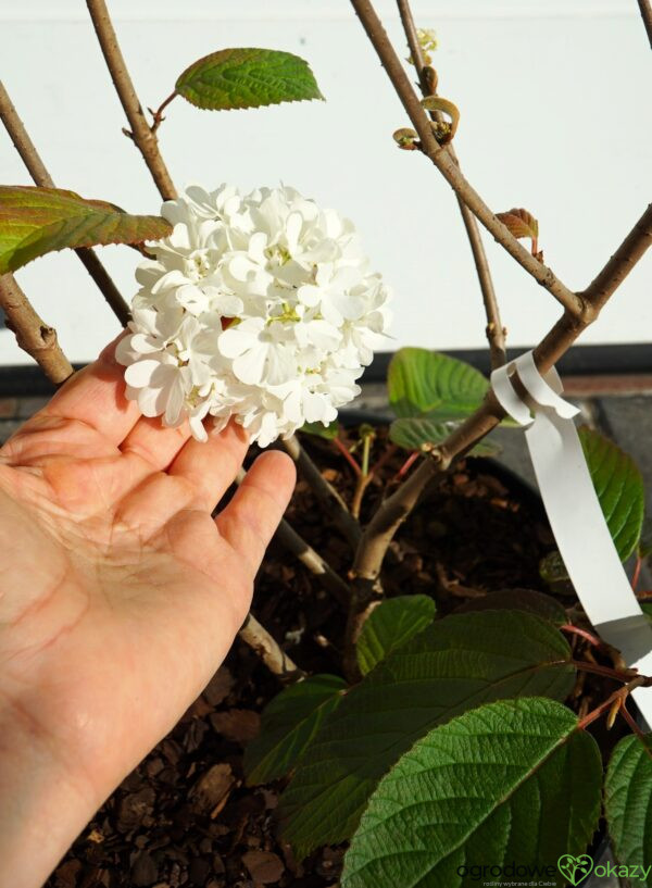 KALINA JAPOŃSKA POPCORN Viburnum plicatum