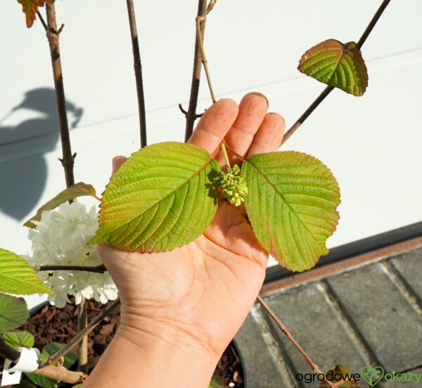 KALINA JAPOŃSKA POPCORN Viburnum plicatum