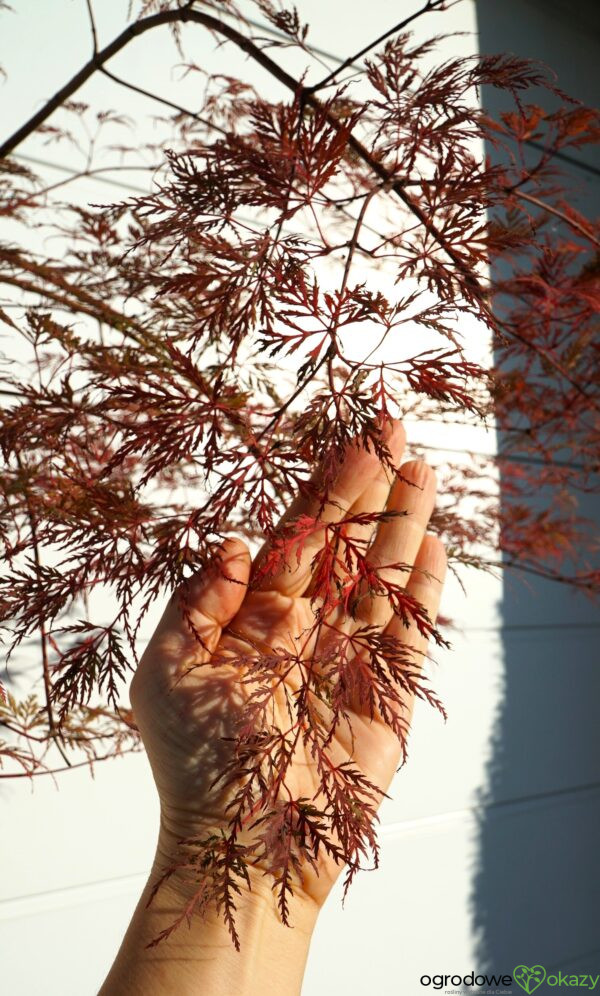 KLON PALMOWY EMERALD LACE Acer palmatum