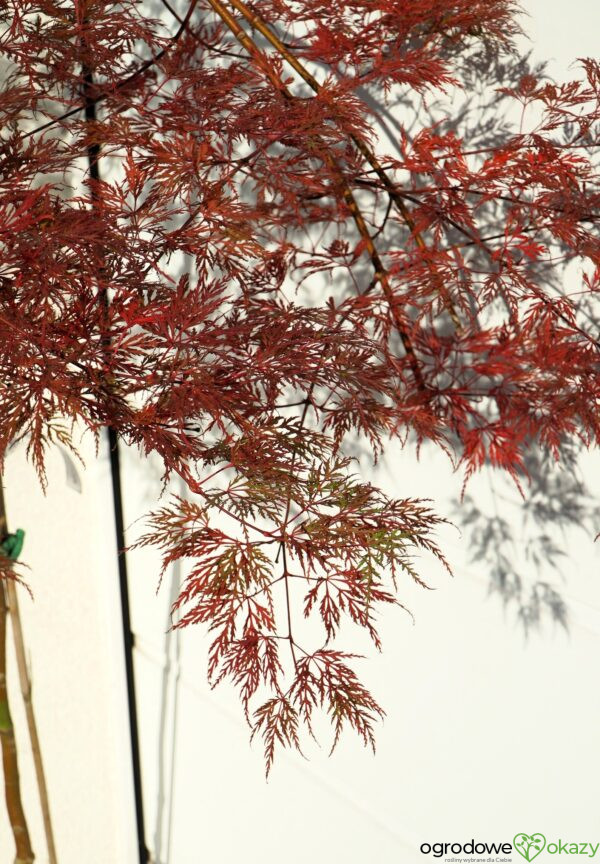 KLON PALMOWY EMERALD LACE Acer palmatum