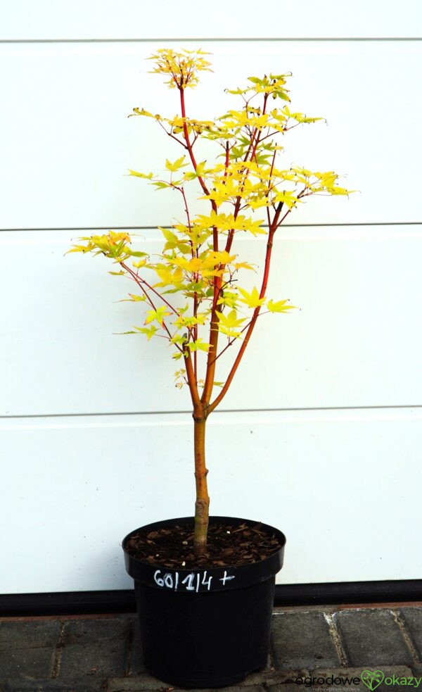 KLON PALMOWY SANGO KAKU Acer palmatum