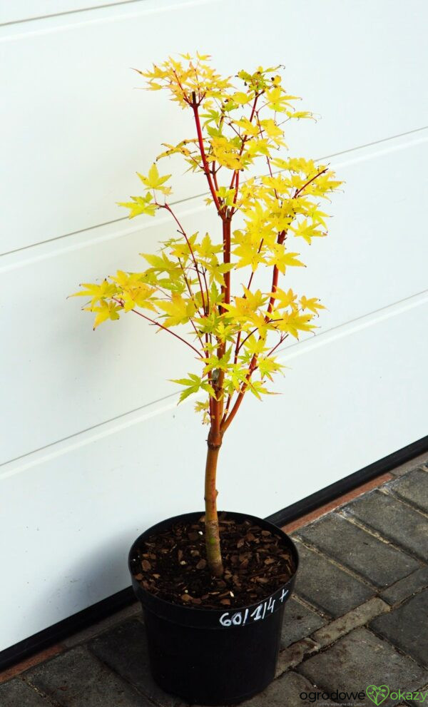 KLON PALMOWY SANGO KAKU Acer palmatum