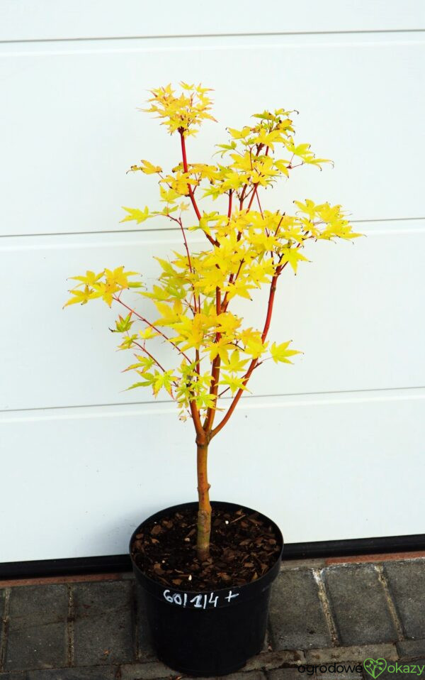 KLON PALMOWY SANGO KAKU Acer palmatum