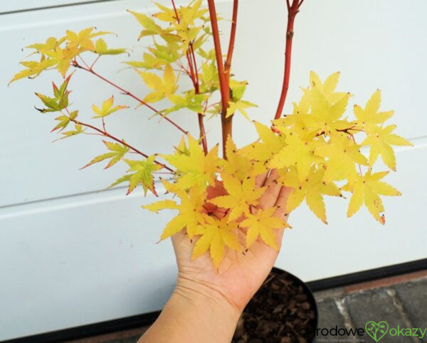 KLON PALMOWY SANGO KAKU Acer palmatum