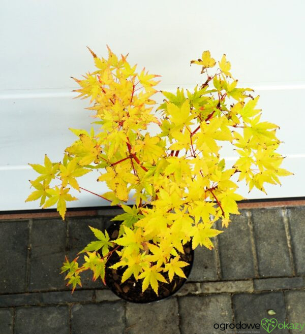 KLON PALMOWY SANGO KAKU Acer palmatum