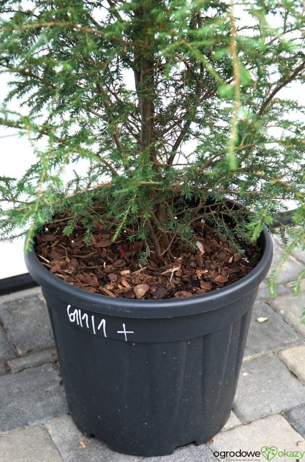 CHOINA KANADYJSKA Tsuga canadensis