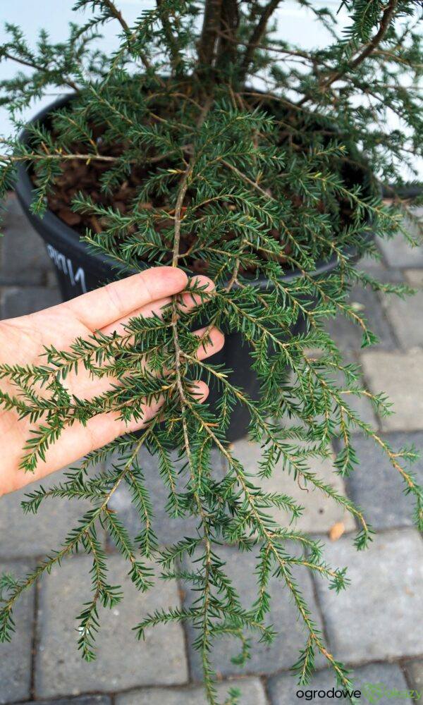 CHOINA KANADYJSKA Tsuga canadensis