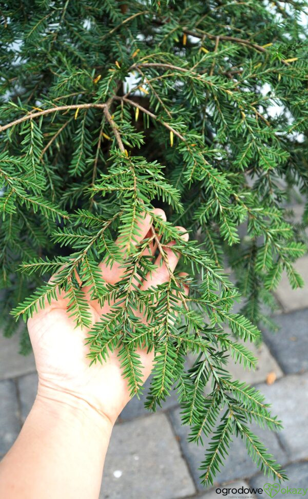 CHOINA KANADYJSKA Tsuga canadensis