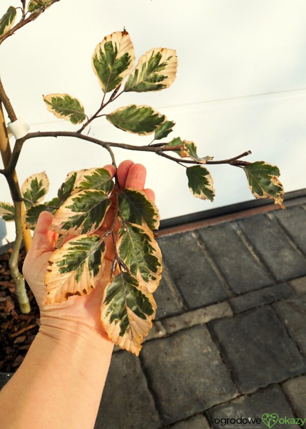 BUK POSPOLITY PURPUREA TRICOLOR Fagus sylvatica