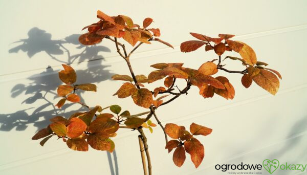 KALINA HORDOWINA AUREOVARIEGATA Viburnum lantana