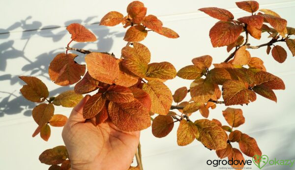 KALINA HORDOWINA AUREOVARIEGATA Viburnum lantana