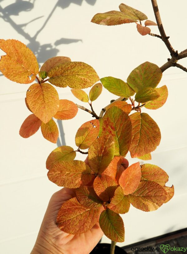 KALINA HORDOWINA AUREOVARIEGATA Viburnum lantana