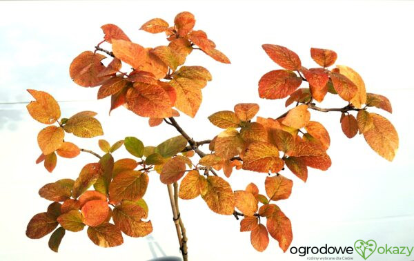 KALINA HORDOWINA AUREOVARIEGATA Viburnum lantana