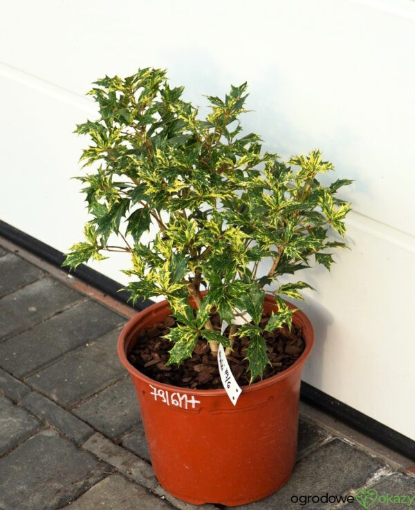 OSMANTHUS RÓŻNOLISTNY GOSHIKI Osmanthus heterophyllus