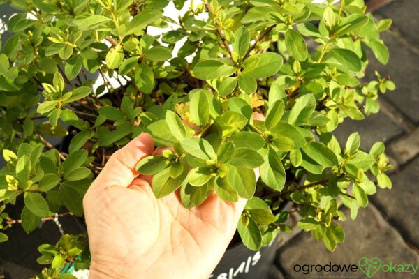 AZALIA JAPOŃSKA FAGO NO FUGI Rhododendron