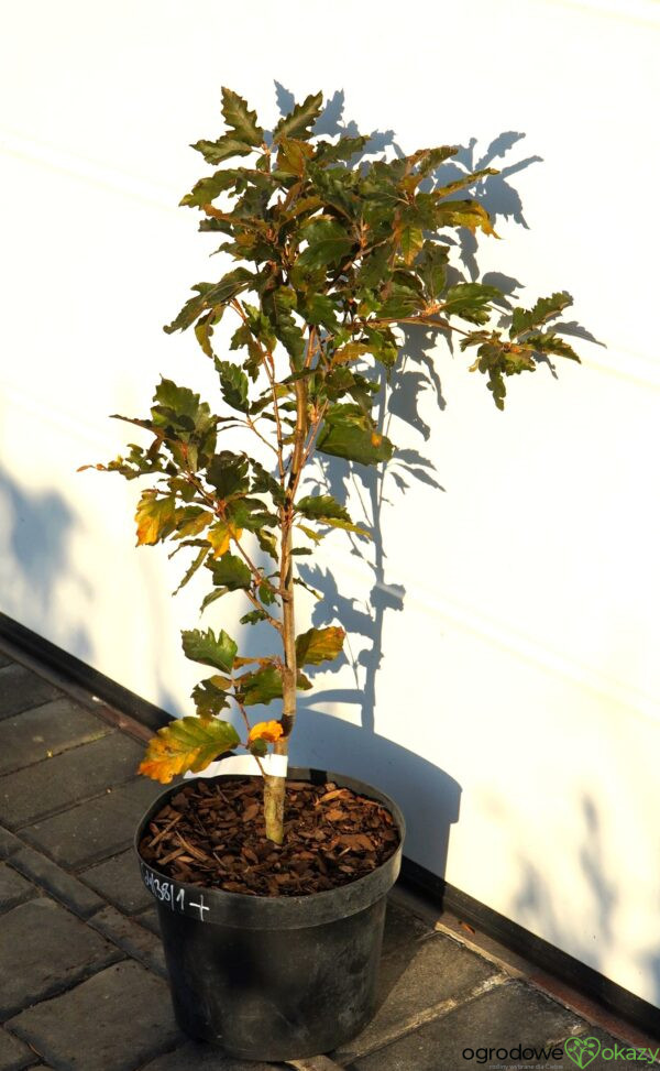 BUK POSPOLITY RED SPIRE Fagus sylvatica