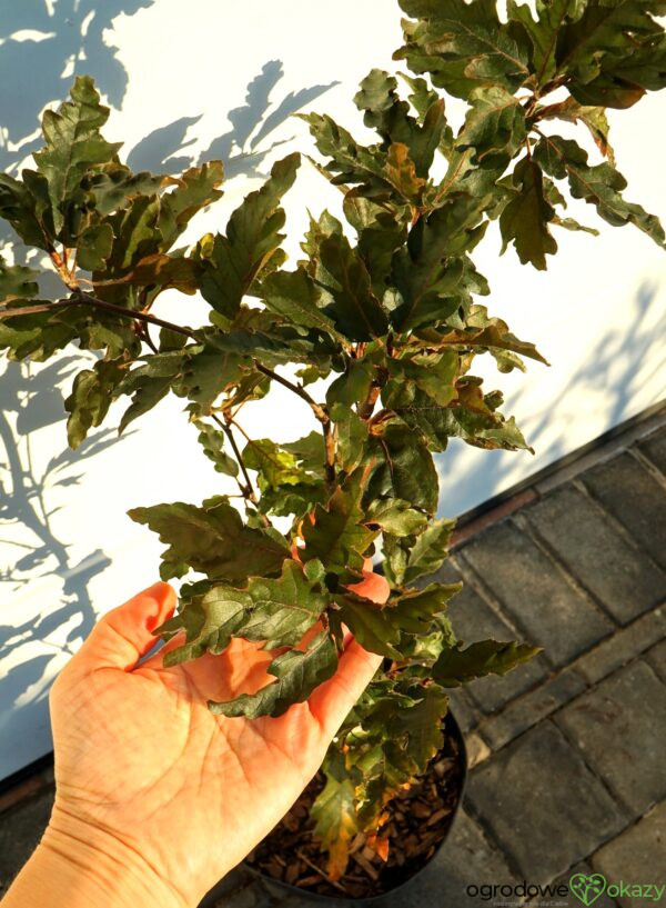 BUK POSPOLITY RED SPIRE Fagus sylvatica