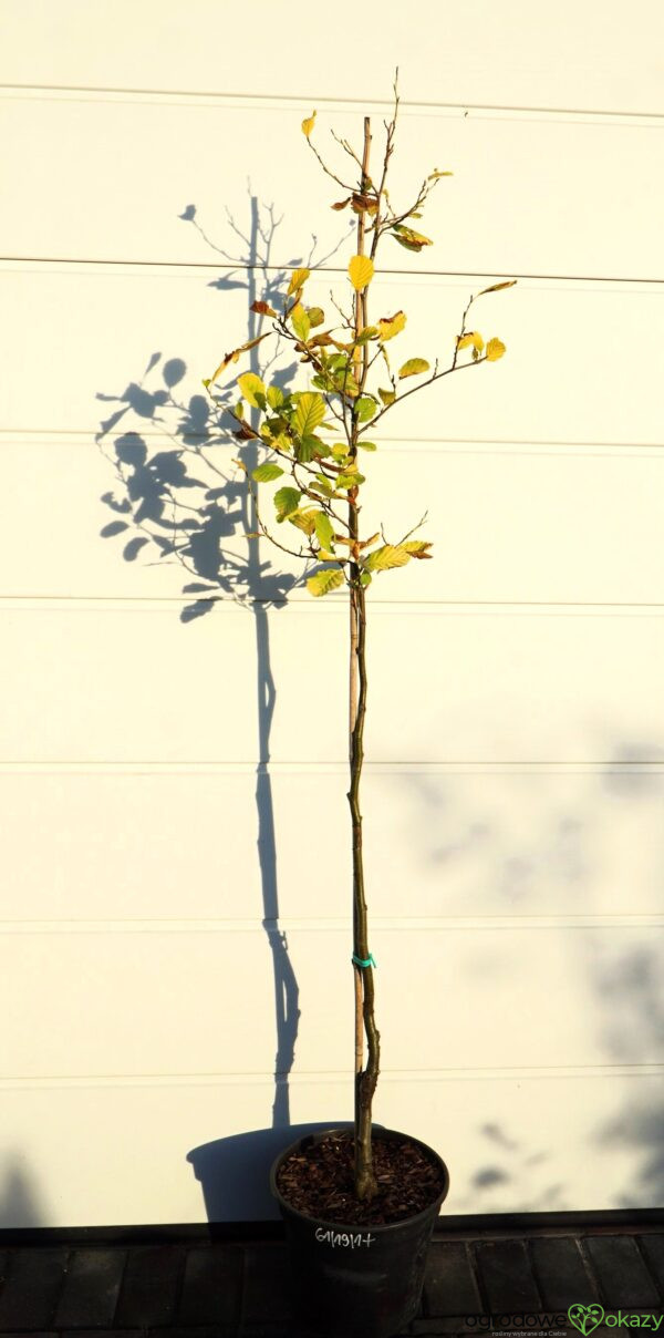 OLSZA CZARNA AUREA Alnus glutinosa