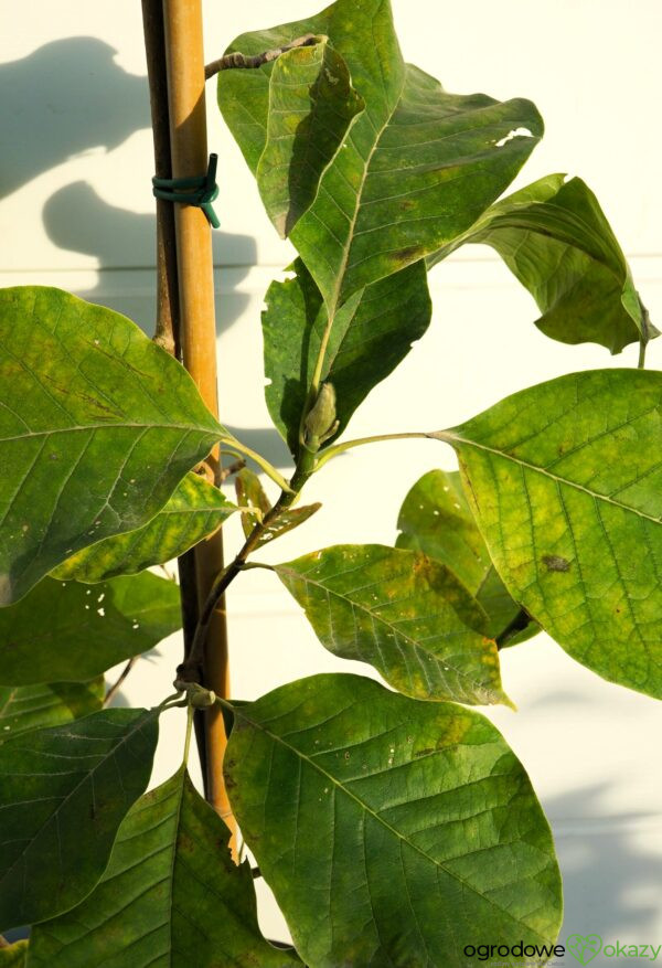 MAGNOLIA BRUKLIŃSKA WOODSMAN Magnolia ×brooklynensis