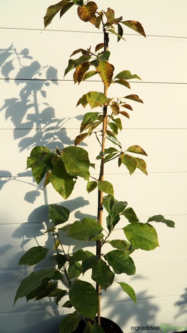 MAGNOLIA BRUKLIŃSKA WOODSMAN Magnolia ×brooklynensis