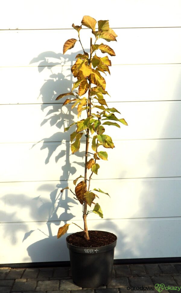 MAGNOLIA BRUKLIŃSKA YELLOW BIRD Magnolia ×brooklynensis