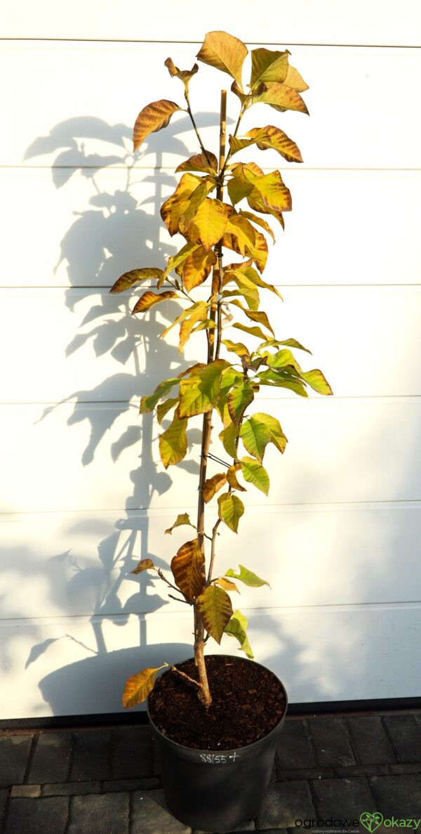 MAGNOLIA BRUKLIŃSKA YELLOW BIRD Magnolia ×brooklynensis