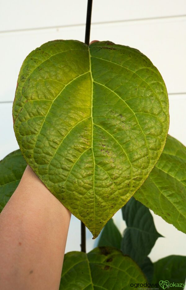 KIELICHOWIEC RAULSTONA HARTLAGE WINE Calycanthus ×raulstonii