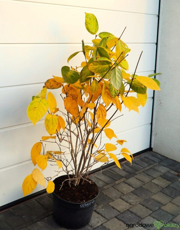 KIELICHOWIEC RAULSTONA HARTLAGE WINE Calycanthus ×raulstonii