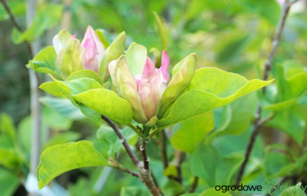 MAGNOLIA BRUKLIŃSKA WOODSMAN Magnolia ×brooklynensis