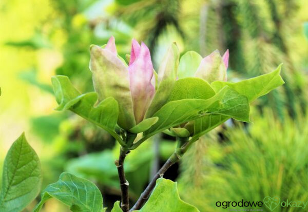 MAGNOLIA BRUKLIŃSKA WOODSMAN Magnolia ×brooklynensis