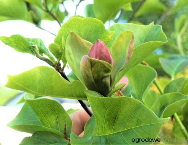 MAGNOLIA BRUKLIŃSKA WOODSMAN Magnolia ×brooklynensis