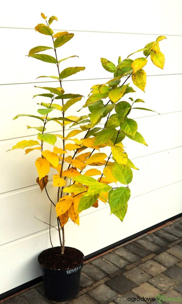 KIELICHOWIEC VENUS Calycanthus x 'VENUS'