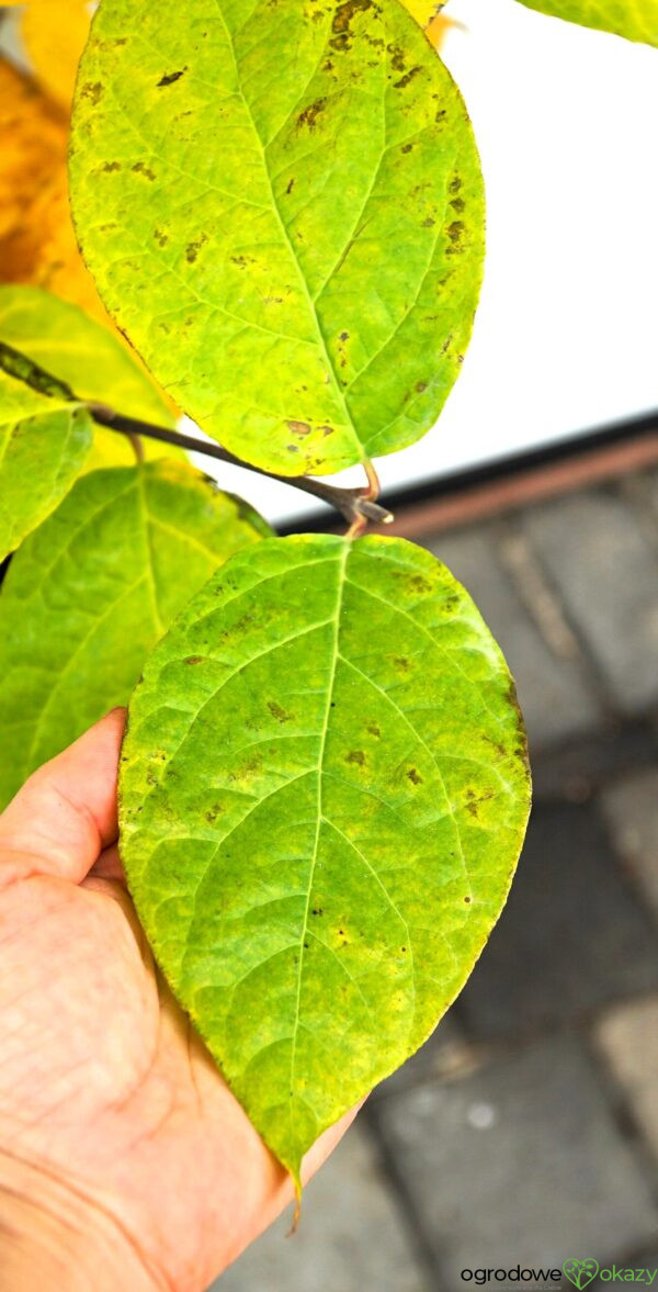 KIELICHOWIEC VENUS Calycanthus x 'VENUS'