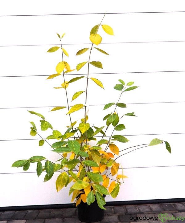 KIELICHOWIEC WHITE DRESS Calycanthus x 'White Dress'