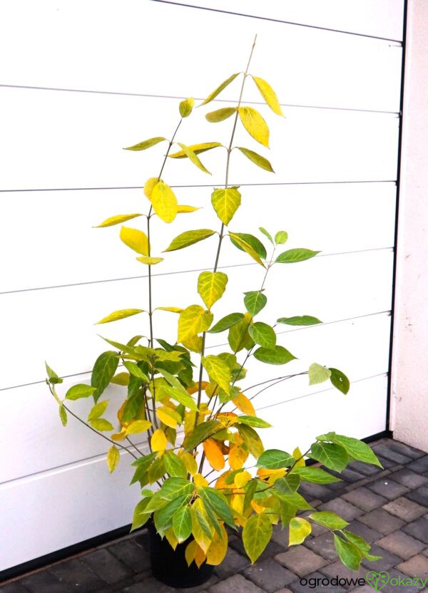 KIELICHOWIEC WHITE DRESS Calycanthus x 'White Dress'