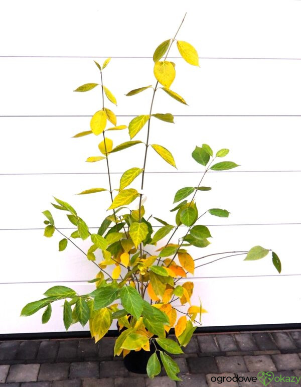 KIELICHOWIEC WHITE DRESS Calycanthus x 'White Dress'