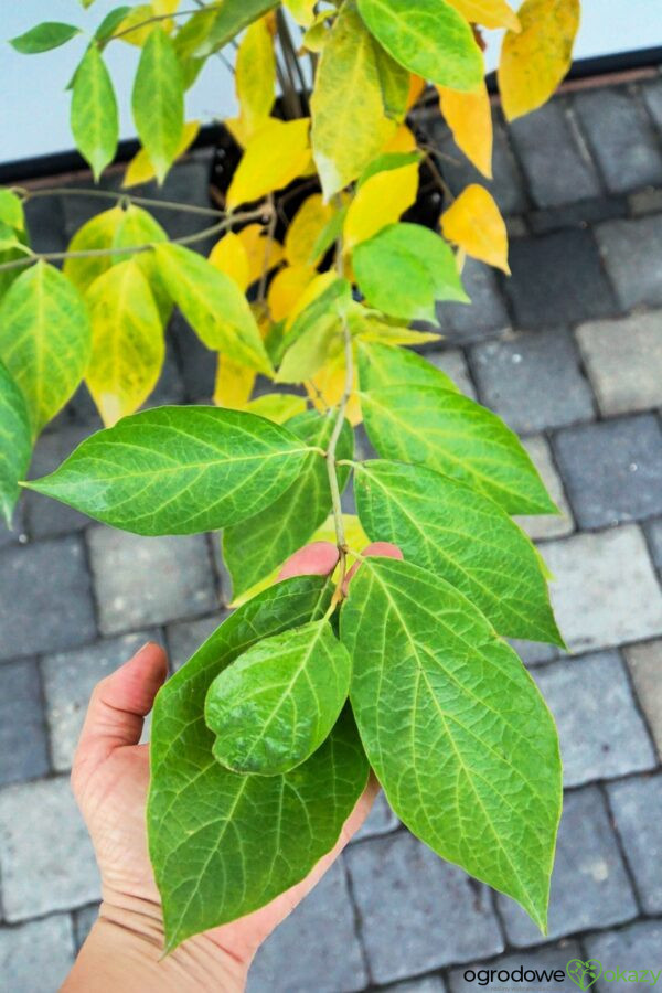 KIELICHOWIEC WHITE DRESS Calycanthus x 'White Dress'