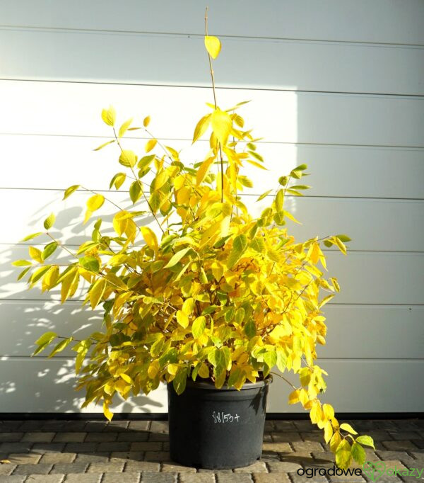 KIELICHOWIEC WHITE DRESS Calycanthus x 'White Dress'