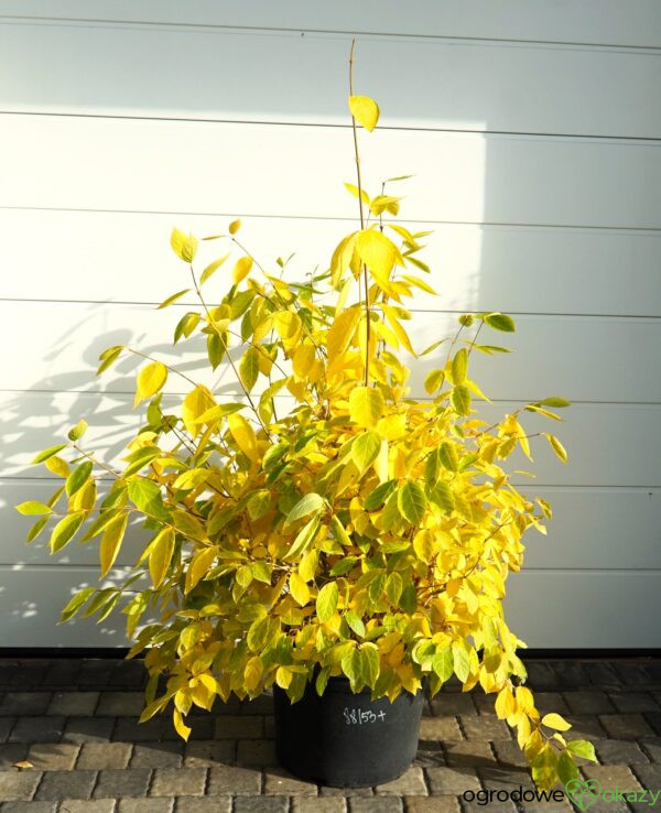 KIELICHOWIEC WHITE DRESS Calycanthus x 'White Dress'