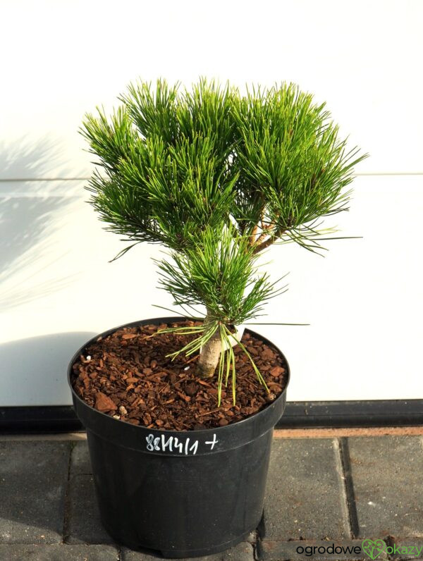 SOSNA GĘSTOKWIATOWA GLOBOSA Pinus densiflora