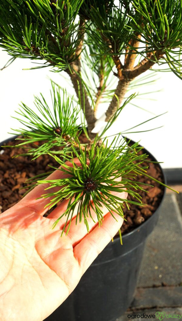 SOSNA GĘSTOKWIATOWA GLOBOSA Pinus densiflora