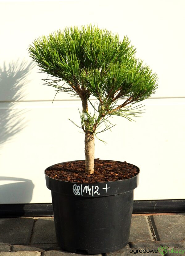 SOSNA GĘSTOKWIATOWA GLOBOSA Pinus densiflora