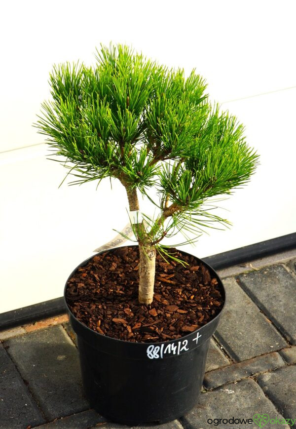 SOSNA GĘSTOKWIATOWA GLOBOSA Pinus densiflora