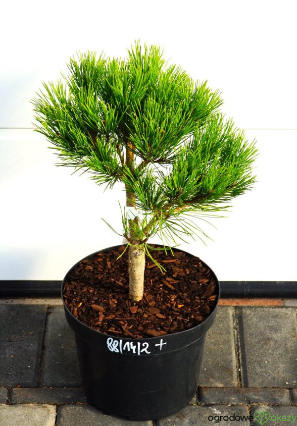 SOSNA GĘSTOKWIATOWA GLOBOSA Pinus densiflora