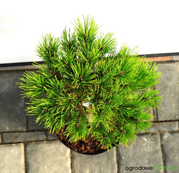 SOSNA GĘSTOKWIATOWA GLOBOSA Pinus densiflora