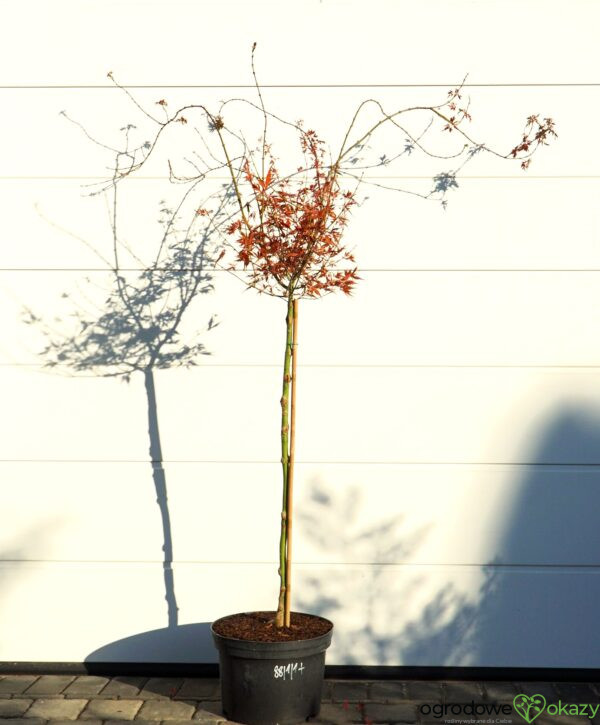 KLON PALMOWY PEVE STANLEY Acer palmatum