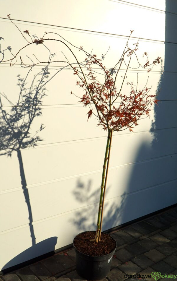 KLON PALMOWY PEVE STANLEY Acer palmatum