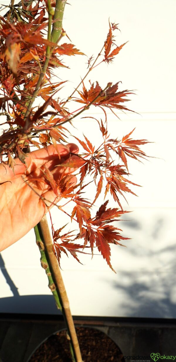 KLON PALMOWY PEVE STANLEY Acer palmatum